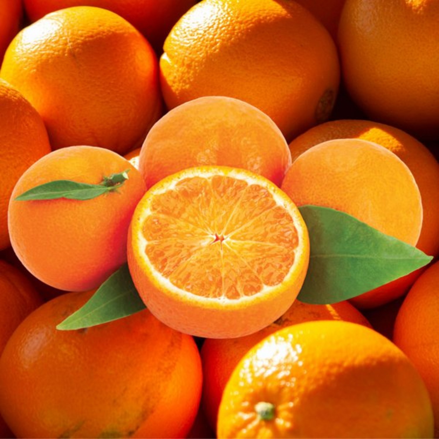 포미식탁 네이블 오렌지 고당도 중과 15개