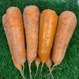 3kg (왕사이즈) × 1개