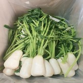 10kg 세척 절임알타리 × 1개