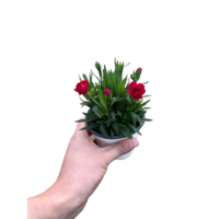 그린플랜트 꽃식물 오스카카네이션 (색상랜덤) 1+1