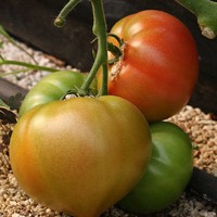 과일 퇴촌토마토 tomato 완숙토마토 4kg, 1개