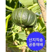 프리한 고창 미니 보우짱 밤호박 2kg 4kg 8kg, 1개