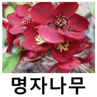 명자나무 묘목 흑광 키60cm내외 3주묶음