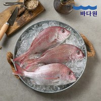 [바다원] 국내산 반건조 참돔 7미, 1개