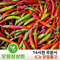 <오일장 상회> 국내산 반홍 청양고추 땡초 빨간고추 10kg내외, 1박스’>
                </div>
<div class=