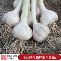 (반접 (50쪽) / 한접(100쪽) 대 사이즈 / 의성6쪽 마늘 한지형 토종저장 의성마늘, 100개