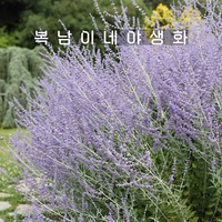 러시안세이지 소품 [4포트 복남이네야생화 모종 허브 그라스 russian sage], 4개