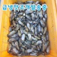 국산 남해안 생물 맛조개, 400g, 1개