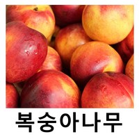 복숭아나무 묘목 천도 신비 접목1년 특묘 2주묶음