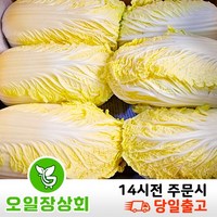 (오 일 장 상 회) 국내산 알배기 알배기배추 알배추 쌈배추 6통 12통, 500g, 6개