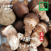 국내산 유기농 참송이 버섯 가정용, 1kg, 1개