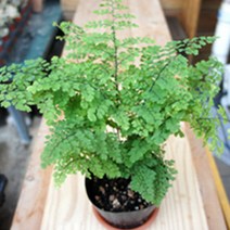 그린플랜트 생화 공기정화식물, 공기정화식물_아디안텀, 1개