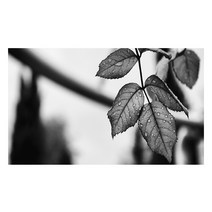 UVDS 아트보드 물방울 나뭇잎, 1개