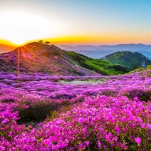 챔버아트 A-5142 황매산 철쭉 직소퍼즐, 500피스, 혼합 색상