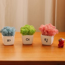 아스파시아 레이시르 응원 모스 미니화분 3p 파이팅, 1세트