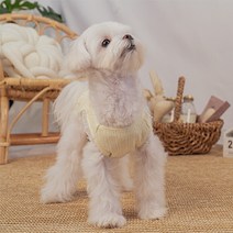 반려동물 체리팡 나시, 옐로우