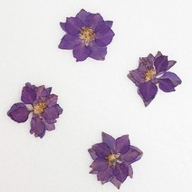 체크스토리 압화꽃송이 락스퍼, 퍼플