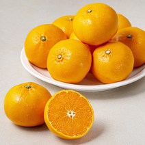 다조은 강서시장 새벽경매 제주천혜향, 1개, 2.8kg(8~12입)