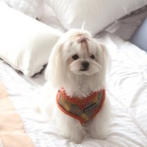 퍼피아 리니지하네스(A), 오렌지