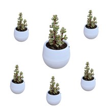 12라운드 미니 다육이 토분 화분 6p, 흰색