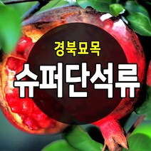 [경북농원] 수퍼 단석류 왕석류등 좋은 품질의 석류묘목 판매중, 왕왕석류(캘리석류)  상묘
