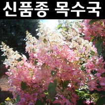 신품종 목수국/핑키윙키 나무 묘목 5치포트 1개/정원/공원/조경수