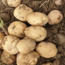 [산지직송] 햇 감자 수미 10kg 5kg 못난이 정품, 못난이 10kg 특