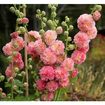 [씨앗]접시꽃(더블)-살몬핑크(대형종) 10립