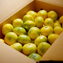 제주 효돈 하우스 감귤 노지 타이백 비가림 고당도 가정용 귤, 프리미엄과(S)/12~16과, 1kg, 1개