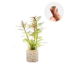 초보자도 키우기 쉬운 어항장식 포트수초 200종 모음, 4번) 미니링포트 프쵸세피나카