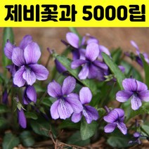 비올라 씨앗 5000립 제비꽃 화단용꽃 봄꽃 야생화 꽃씨