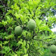 탱자나무/실생1년포트재배묘(20주묶음)묘목/G0190, 1개