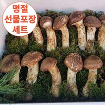 [한정판매] 계절식탁 송이버섯 백두산 자연산, 특품, 1세트, 500g