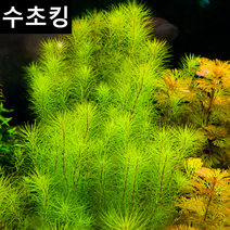 [수초킹] 키우기 쉬운 로타라 와리키 /수초맛집 초보수초 새우놀이터 구피키우기 구피어항 구피 새우 수초농장 수초도매 구피수초 구피어항 새우수초 인기수초, 15촉