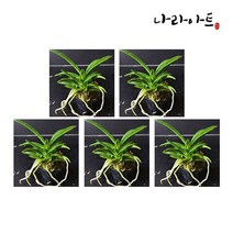 나라아트 난 소엽풍란 5포트 풍란 동양란 난화분