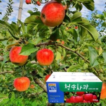 껍질째 먹는 주왕산 청송 꿀 사과 5kg 23-25과