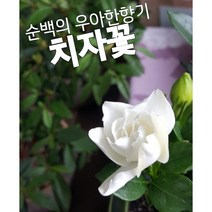 치자-꽃중에 가장 하얀꽃은