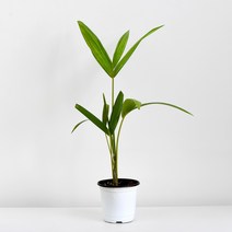 마이플랜트 겐차야자, 소품