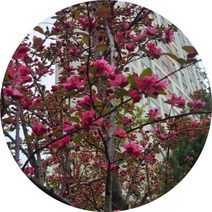 꽃사과 애기사과 묘목, 1개