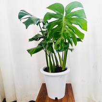 하늘꽃농원 몬스테라 대품 실내 인테리어 + 마사토 대립 증정