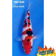 비단잉어대정삼색 T235 연못용금붕어잉어민물고기열대어황금비단잉어