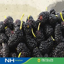 22년산 햇 오디 뽕 과상2호 10kg 전북 고창 해리농협 오디즙 오디잼, 3 kg (1kg트레이 개별포장)