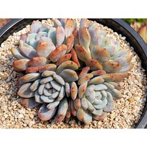 오렌지먼로자연4두 키우기쉬운 다육이 예쁜 다육 다육이화분