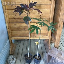 황칠나무 금강원예, 5년생(80~100cm)