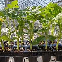 망고수박 모종 5주 10주 20주 가정원예용 베란다 주말농장 육모장직송, 공주 애플수박모종 5주