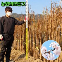 벚꽃나무 묘목 1년생 -3년생 왕 벚나무 겹벚나무 수양벚 능수벚, 수양벚나무, 2m50