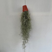 틸란수염 실내공기정화식물 반려식물 플랜테리어 온누리꽃농원