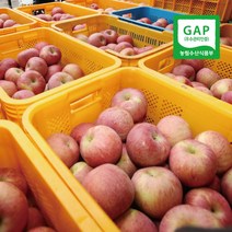 경북사과 포항 고당도 꿀사과(가정용 선물용) 5kg 10kg, 중과 5kg(15과)