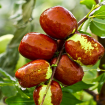 대추나무묘목 천상홍조 꿀사과대추/ 뛰어난 당도 식감 /최우수품종 1년생 FT12-0