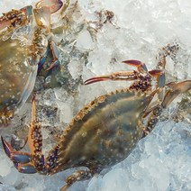 서해 꽃게 알배기 암게 태안 활암꽃게 양념 간장게장용 봄철 생물 1kg 산지직송, 1kg 대(4~6미), 1개